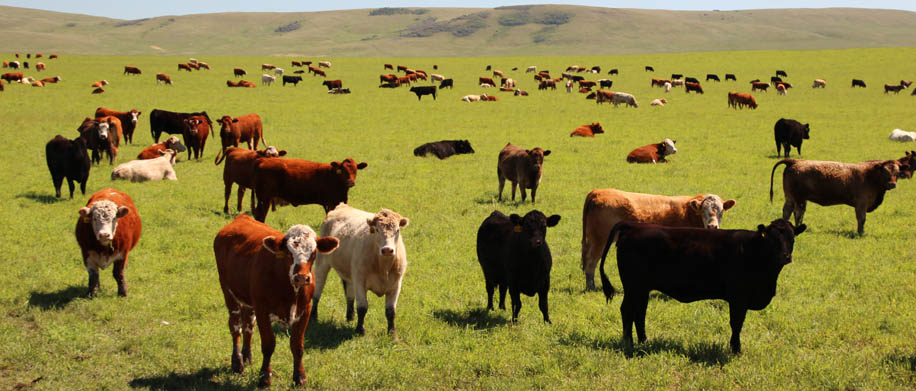Farm and Ranch sale Advisors Colorado, Montana, Texas and Wyoming